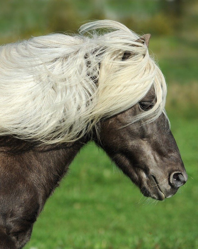 Welches Pony passt zu mir?